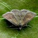 Adult, f. fusca • Howe, Cumbria • © John Knowler