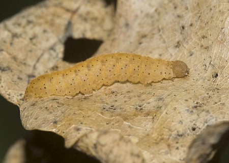 Olive Crescent Trisateles emortualis