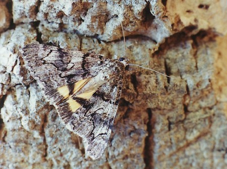 Oak Yellow Underwing Catocala nymphagoga