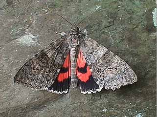 Red Underwing Catocala nupta