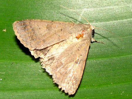 Pandesma robusta