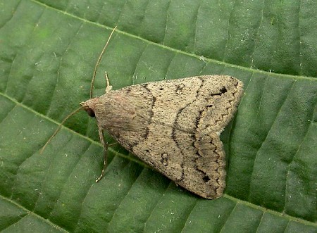 Trent Double-stripe Clytie illunaris