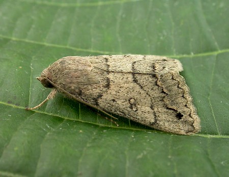 Trent Double-stripe Clytie illunaris