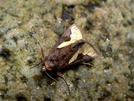 Slender Burnished Brass Thysanoplusia orichalcea