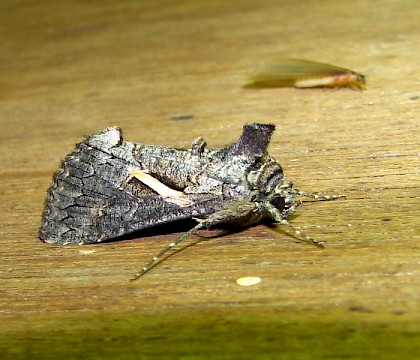 Adult &bull; &copy; Roy Goff