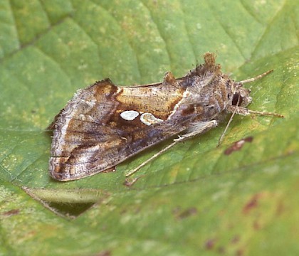 Adult &bull; West Bexington, Dorset &bull; &copy; Paul Harris
