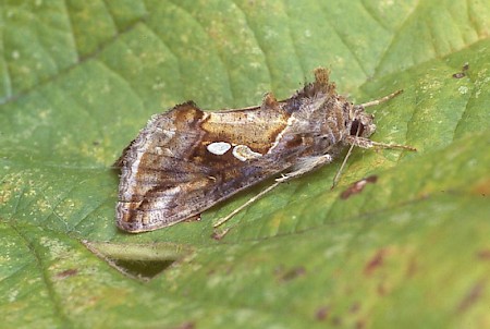 Tunbridge Wells Gem Chrysodeixis acuta