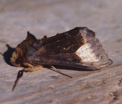 Adult &bull; Gower, Glamorgan &bull; &copy; David Painter