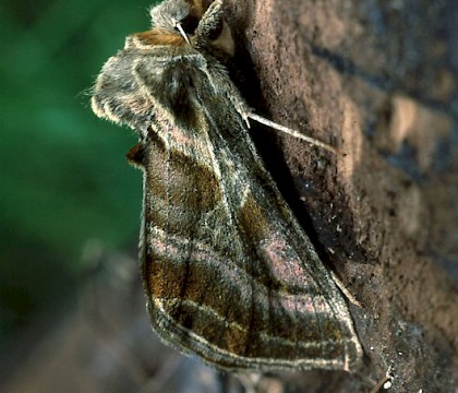 Adult &bull; &copy; Gianpiero Ferrari