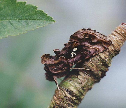 Adult &bull; Littleborough, Lancashire &bull; &copy; Ian Kimber