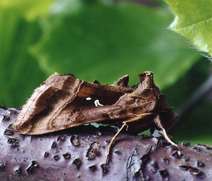 Adult &bull; Littleborough, Lancashire &bull; &copy; Ian Kimber