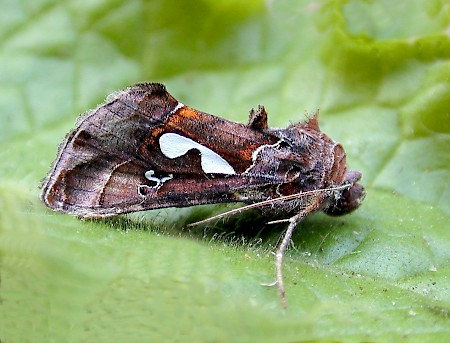 Stephens' Gem Megalographa biloba