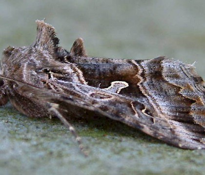 Adult &bull; ex larva, Lanzarote &bull; &copy; Rob Petley-Jones