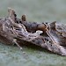 Adult • ex larva, Lanzarote • © Rob Petley-Jones