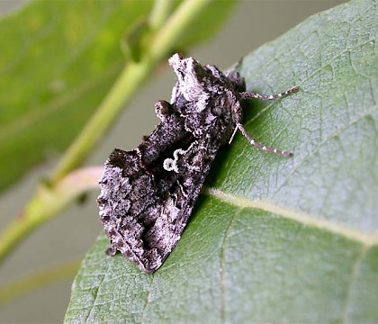 Adult &bull; Littleborough, Lancashire. July. &bull; &copy; Ian Kimber