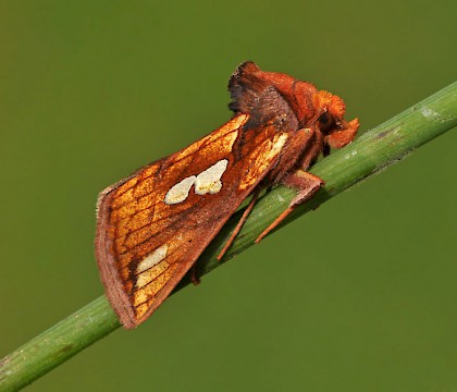 Adult &bull; Bewdley, Worcs. &bull; &copy; Pete Withers