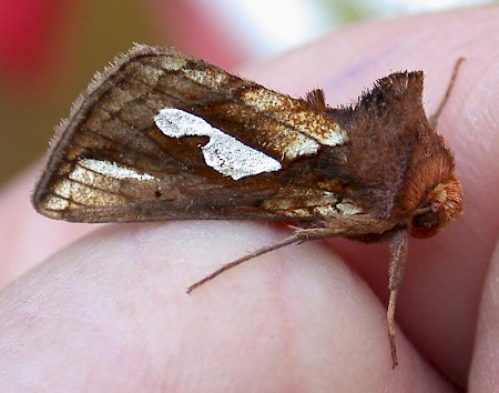 Gold Spot Plusia festucae