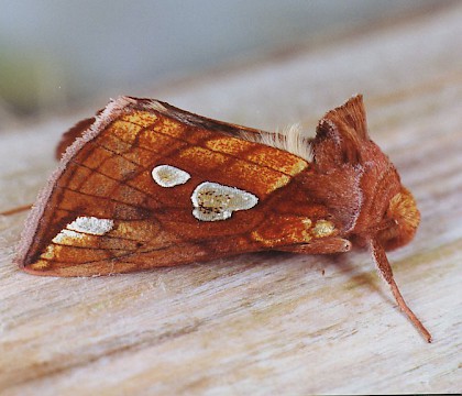 Adult &bull; Littleborough, Lancashire &bull; &copy; Ian Kimber