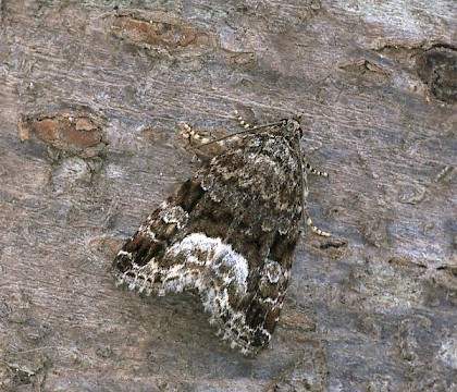 Adult &bull; Dorset &bull; &copy; Paul Harris