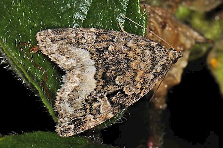 Marbled White Spot Deltote pygarga