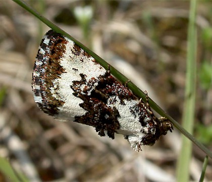 Adult &bull; &copy; Matthias Biere