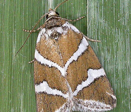 Adult &bull; Wicken Fen, Cambs. &bull; &copy; Mark Skevington