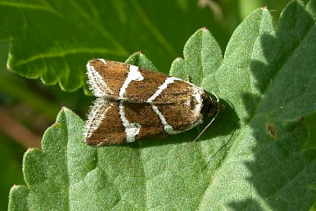 Silver Barred Deltote bankiana