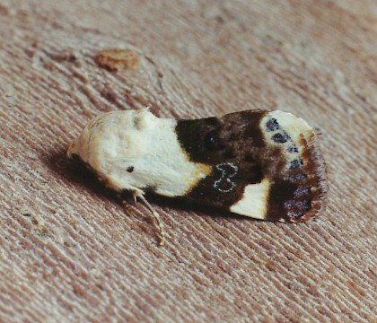 Adult &bull; Argeles, S. France &bull; &copy; Ian Kimber