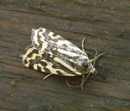 Adult &bull; Boise Penchot, Southern France &bull; &copy; Rob Petley-Jones