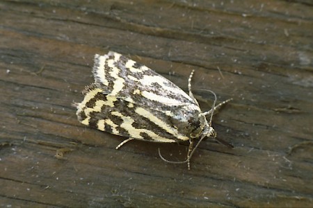 Spotted Sulphur Acontia trabealis