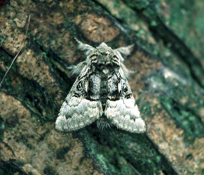 Adult &bull; &copy; David Painter