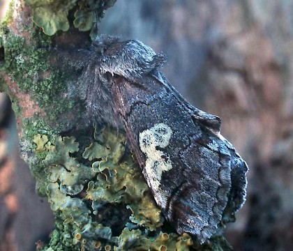 Adult &bull; ex. larva, Bevill