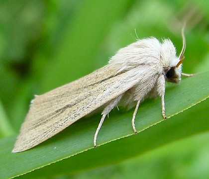 Adult &bull; Wicken Fen, Cambs. &bull; &copy; Mark Skevington