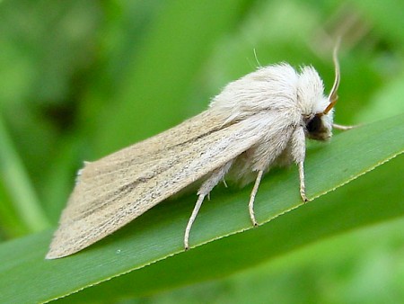 Reed Dagger Simyra albovenosa