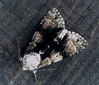 Adult &bull; &copy; David Painter