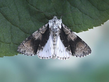 Alder Moth Acronicta alni