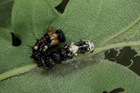 Alder Moth Acronicta alni