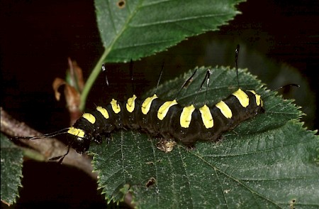 Alder Moth Acronicta alni