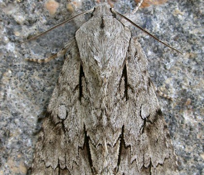 Adult &bull; &copy; Nigel Whinney