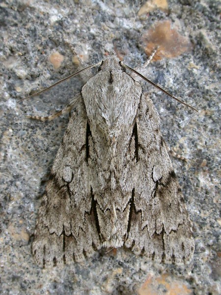 Dark Dagger Acronicta tridens