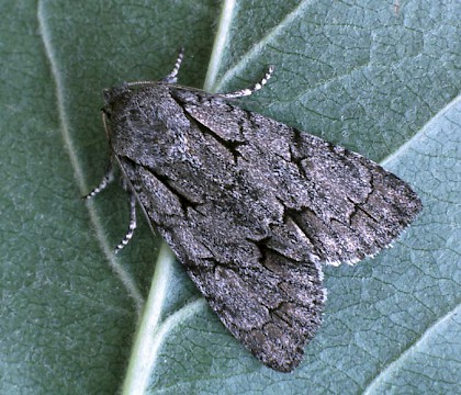 Adult &bull; Littleborough, Lancashire &bull; &copy; Ian Kimber