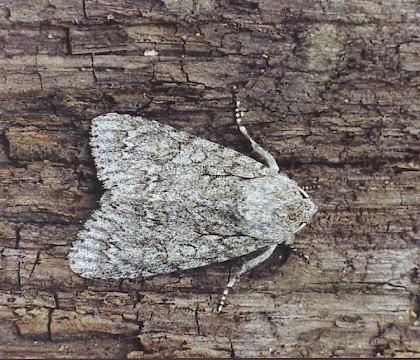 Adult &bull; Grays, Essex &bull; &copy; Ian Kimber