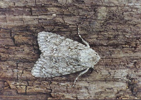 The Sycamore Acronicta aceris