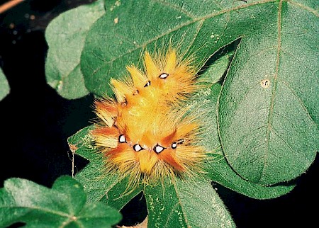 The Sycamore Acronicta aceris