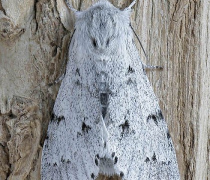 Adult &bull; Hillmorton, Rugby, Warks. &bull; &copy; Paul Nicholas