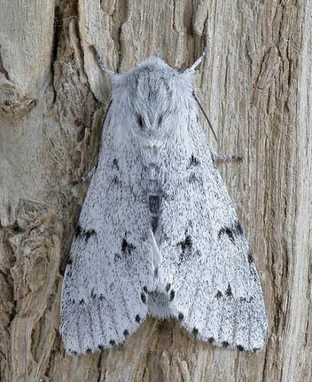 The Miller Acronicta leporina