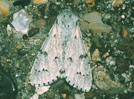 The Miller Acronicta leporina