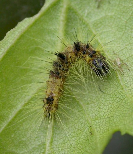 The Miller Acronicta leporina