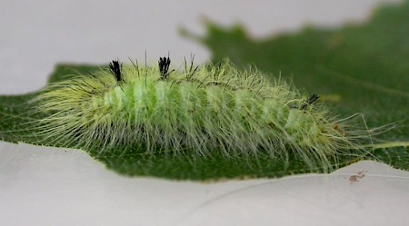 The Miller Acronicta leporina