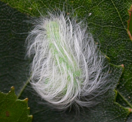 The Miller Acronicta leporina